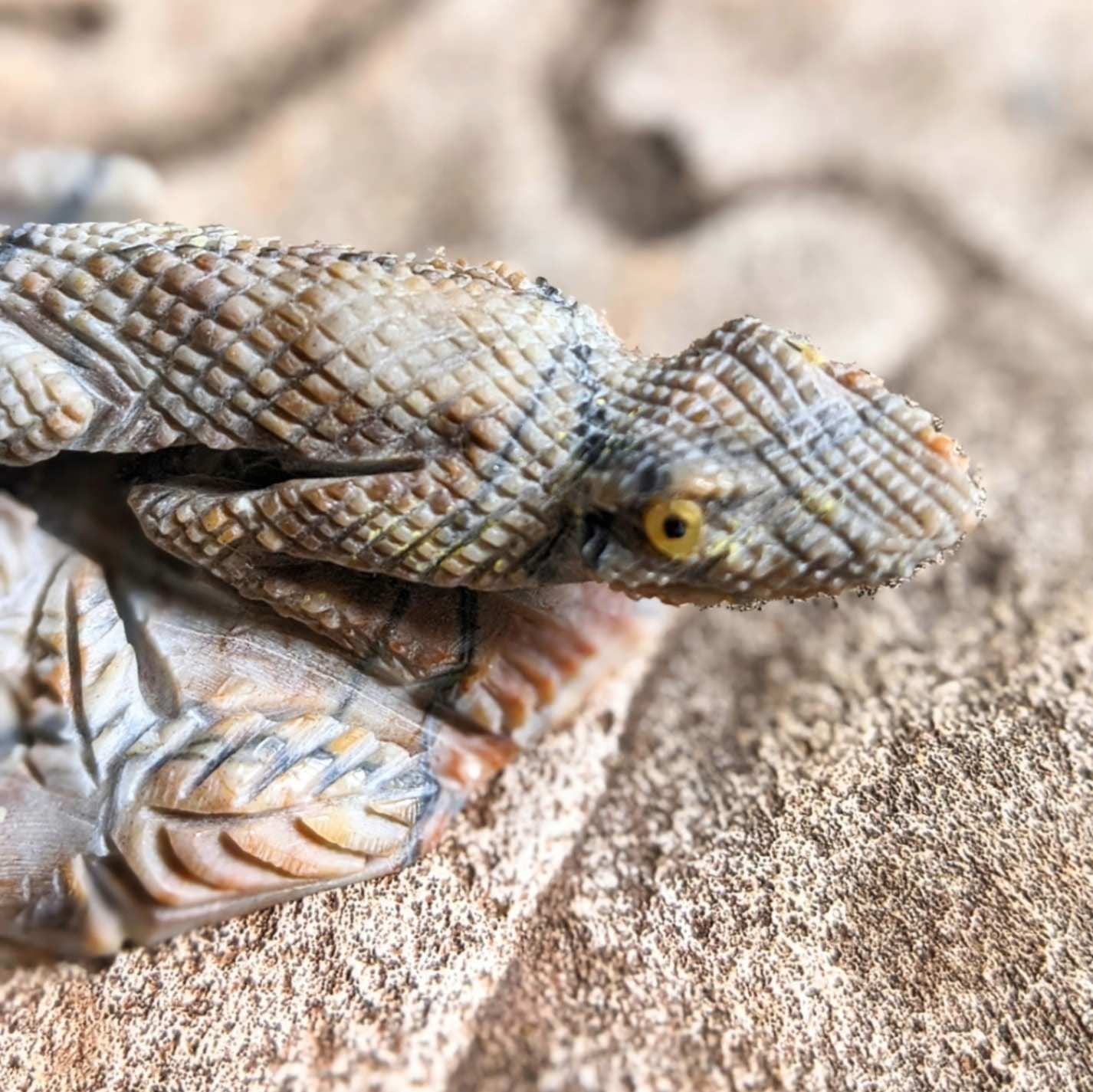 Zuni Fetish Marble Lizard by Ben Kaamasee
